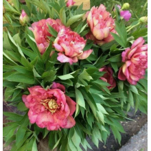 Пион Хиллари, ИТО-гибрид, 3-5 п