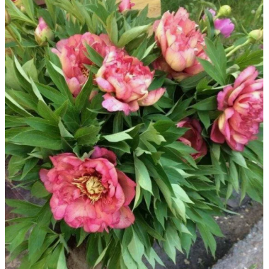 Пион Хиллари, ИТО-гибрид, 3-5 п