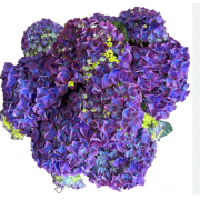 Гортензия крупнолистная Вокс Хиро Блу (р14)