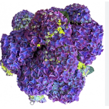 Гортензия крупнолистная Вокс Хиро Блу (р14) Гортензия крупнолистная Вокс Хиро Блу (р14)