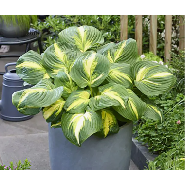 Хоста Хотвейв Хармони (ОКС)