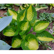 Хоста Варвик Коммет (ОКС)