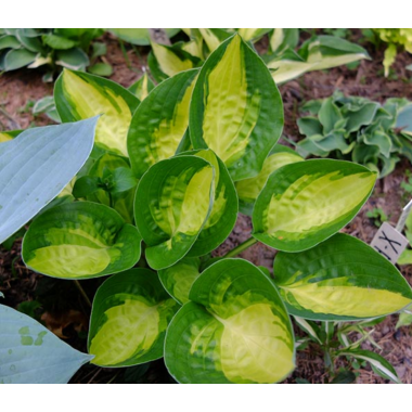 Хоста Варвик Коммет (ОКС)