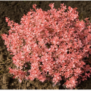 Барбарис Инспирейшен (р12)