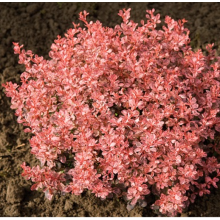 Барбарис Инспирейшен (р12)