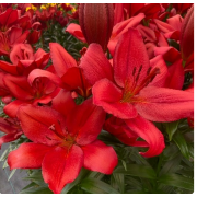 Луковица лилии Кандинский (ЛА-гибрид)