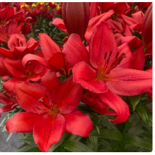 Луковица лилии Кандинский (ЛА-гибрид) Луковица лилии Кандинский (ЛА-гибрид)