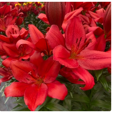 Луковица лилии Кандинский (ЛА-гибрид)