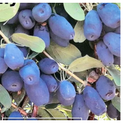 Жимолость плодовая Капу (р9)