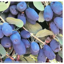 Жимолость плодовая Капу (р9) Жимолость плодовая Капу (р9)