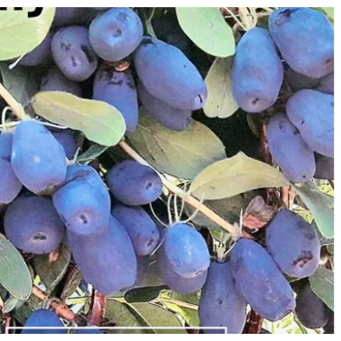 Жимолость плодовая Капу (р9)