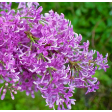 Сирень китайская (р9) Сирень китайская (р9)