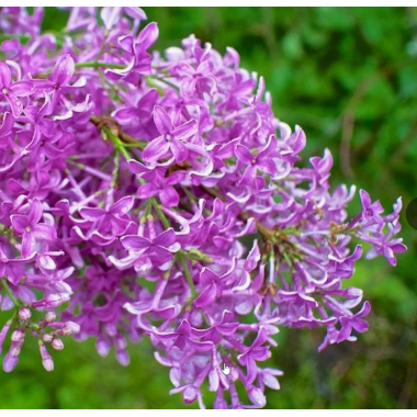 Сирень китайская (р9)