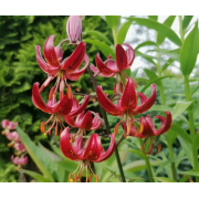 Луковица лилии Клод Шрайд 18/20 см (Мартагон)