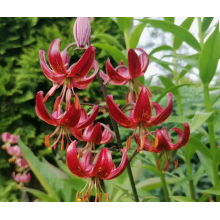 Луковица лилии Клод Шрайд 18/20 см (Мартагон) Луковица лилии Клод Шрайд 18/20 см (Мартагон)
