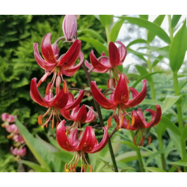 Луковица лилии Клод Шрайд 18/20 см (Мартагон)