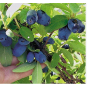 Жимолость Колин (р9)