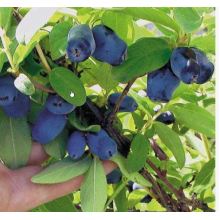 Жимолость Колин (р9) Жимолость Колин (р9)