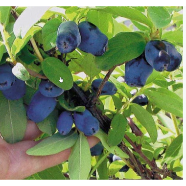 Жимолость Колин (р9)