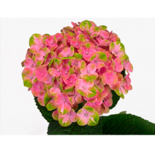 Гортензия Меджикал Корал (С3) Гортензия Меджикал Корал (С3)