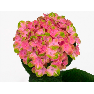 Гортензия Меджикал Корал (С3)