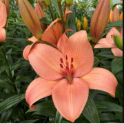 Луковица лилии Корал Сансет (ЛА-гибрид) Луковица лилии Корал Сансет (ЛА-гибрид)