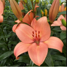 Луковица лилии Корал Сансет (ЛА-гибрид) Луковица лилии Корал Сансет (ЛА-гибрид)