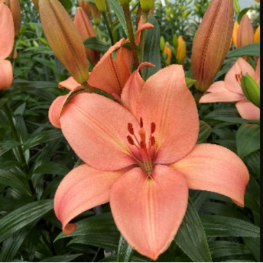 Луковица лилии Корал Сансет (ЛА-гибрид)