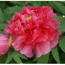 Пион древовидный Коралловый остров (2/3 почки)