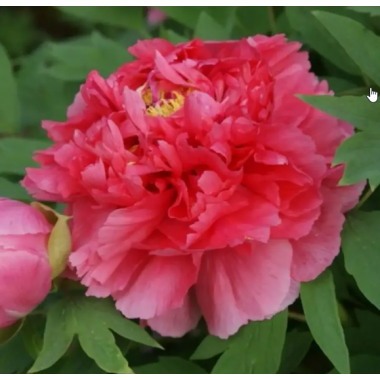 Пион древовидный Коралловый остров (2/3 почки)