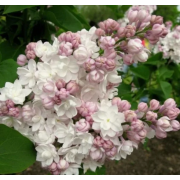 Сирень Красавица Москвы (р9)