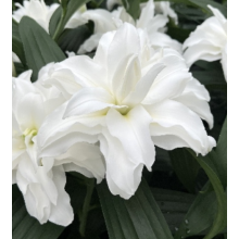 Луковица лилии Кроссроудс (Восточные махровые гибриды) Луковица лилии Кроссроудс (Восточные махровые гибриды)