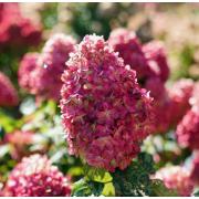 Гортензия метельчатая Лаймлайт Прайм (ОКС, 3-5 веток)