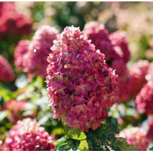 Гортензия метельчатая Лаймлайт Прайм (ОКС, 3-5 веток)