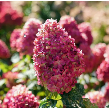 Гортензия метельчатая Лаймлайт Прайм (ОКС, 3-5 веток)