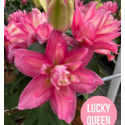 Луковица лилии Лаки Квин (Восточные махровые гибриды)