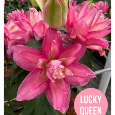 Луковица лилии Лаки Квин (Восточные махровые гибриды)