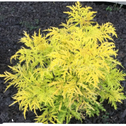 Бузина перистая Лемони Лейс (1 литр)