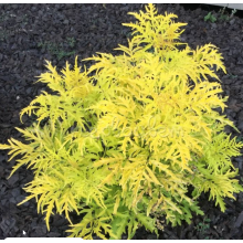 Бузина перистая Лемони Лейс (1 литр)