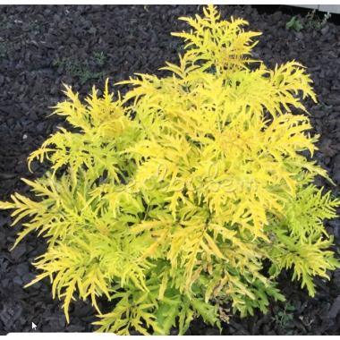 Бузина перистая Лемони Лейс (1 литр)