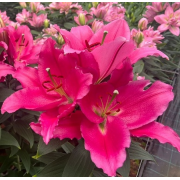 Луковица лилии Либер Россо (Восточная)