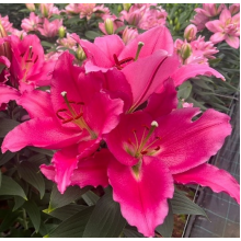 Луковица лилии Либер Россо (Восточная) Луковица лилии Либер Россо (Восточная)