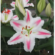 Луковица лилии Лидеке (восточная)