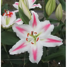 Луковица лилии Лидеке (восточная) Луковица лилии Лидеке (восточная)