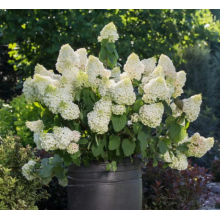 Гортензия метельчатая Литтл Хотти (р9)