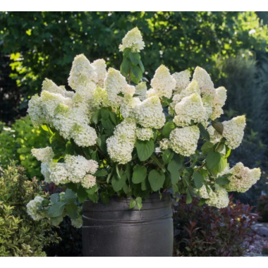 Гортензия метельчатая Литтл Хотти (р9)