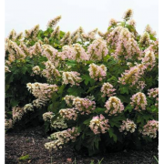 Гортензия дуболистная Литтл Йети (р9)