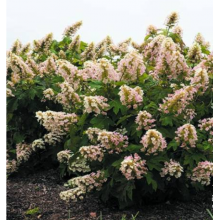 Гортензия дуболистная Литтл Йети (р9) Гортензия дуболистная Литтл Йети (р9)