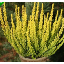 Вереск Майами (р12) Вереск Майами (р12)