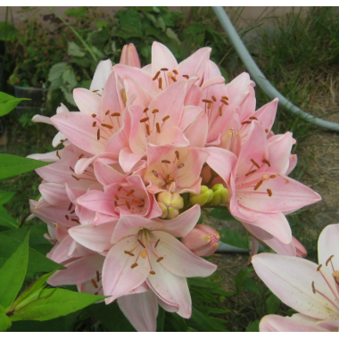 Луковица лилии Марлен  (ЛИЛИЯ-ДЕРЕВО)  Азиатская